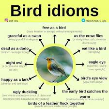 Birds Of A Feather Flock Together Meaning In English Bird Idioms In 2020 Idioms English Idioms Learn English