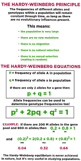 The frequency of two alleles in a gene pool is 0.19 (a) and 0.81(a). Hardy Weinberg Principle Overview Equation Expii