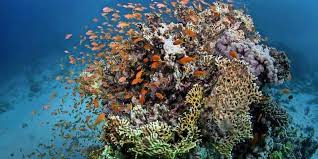 In einer lagune des great barrier reef haben forscher die wasserqualität von vor 200 jahren wiederhergestellt. Klimawandel Kaum Noch Neue Korallen Im Great Barrier Reef