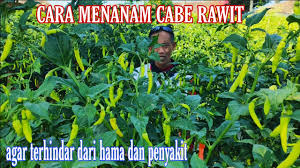 We did not find results for: Cara Menanam Cabe Rawit Agar Berbuah Lebat Dan Tahan Virus Youtube