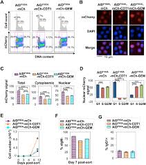 G1 phase corresponds to the interval between mitosis and initiation of dna replication. Elevated Nuclear Aid Is Tolerated In G1 Phase But Toxic In S G2 M Phase