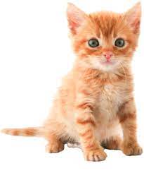 Download Png Image Cat Png Image Free Download Picture Kitten Tabby Kitten Orange Cats And Kittens Kitten