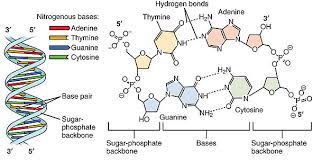 The two strands are held together by the nitrogenous bases form hydrogen. What Are The Three Parts Of A Nucleotide Albert Io