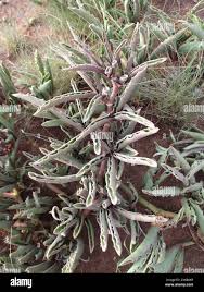 Image result for Cyphostemma hereroense