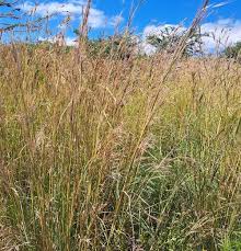 Image result for Hyparrhenia tamba