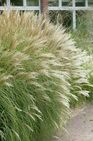 Chinaschilf Little Kitten Miscanthus Sinensis Little Kitten Elefantengras Little Kitten Pflanzen Blumen 99roots Co Ziergras Waldgarten Pflanzen