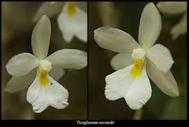 Image result for Tridactyle bicaudata