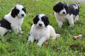 Laurel's 8-16-20 NewfieDoodles