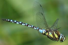 Black And Yellow Dragonfly Canada Of The 400 Or So Species Of Dragonflies In North America Scientists Believe Only About A Dozen Migrate From The Northern Dragonfly Dragonfly Insect Damselfly