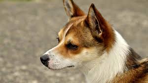 Image result for lundehund