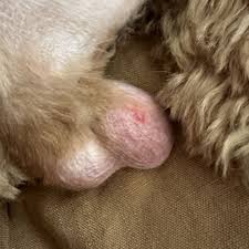 Image result for scrotum dog skin peeling