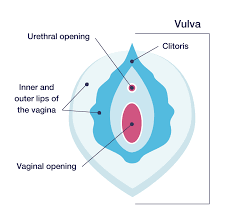 Feminine Wellness And Vaginal Care