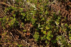 Image result for Alchemilla ellenbeckii