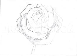 Don't forget to hold your drawing up to a mirror for that final confirmation that it is perfect. How To Draw A Rose In Pencil Draw A Realistic Rose Step By Step Drawing Guide By Duskeyes969 Dragoart Com