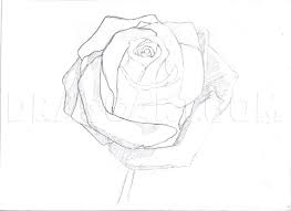 You can use this photograph for backgrounds on tablet with hd. How To Draw A Rose In Pencil Draw A Realistic Rose Coloring Page Trace Drawing