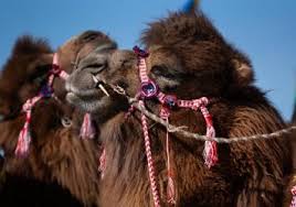 It is highly unlikely a camel would even attempt to eat a saguaro if they did occur together. Hump Days Nevada Public Radio