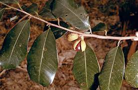 Shade is required for the first two to three years. Nutmeg Tree Plant Britannica