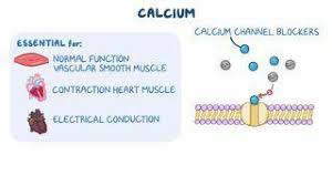 Image result for Calcium Channel Blocker