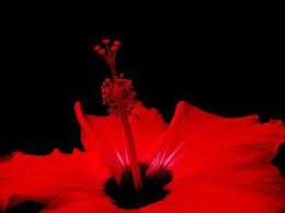 Its most prized species is the exotic pereskia quisqueyana or rosa de bayahibe, the country's national flower. Flower Flora Nature Red Dominican Republic Exotic Flowers Pikist