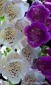 This Pin Was Discovered By Christina Polites Discover And Save Your Own Pins On Pinterest Luxurious Deco Beautiful Flowers Amazing Flowers Flower Beauty