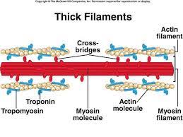 Actin And Myosin Human Muscle Anatomy Exercise Physiology Muscle Anatomy