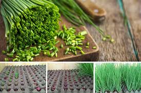 Cara sederhana tanam daun bawang dalam pot atau poliback. Cara Jimat Tanam Daun Bawang Sendiri Tak Perlu Tanah Pun