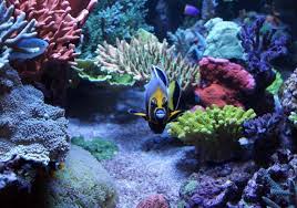 Feature Aquarium Bryn Roberts 360 Gallon Reef Aquarium Reef Aquarium Reef Tank Saltwater Aquarium
