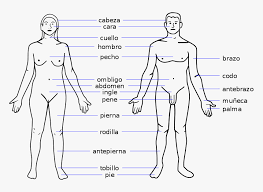 The internal parts of female sexual anatomy (or what's typically referred to as female) include: Female Body Parts Name With Picture Free Of The Download Human Body Parts Name In Spanish Hd Png Download Transparent Png Image Pngitem