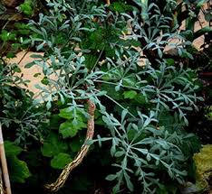 Image result for Cussonia corbisieri