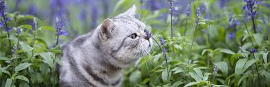 They are extracted and concentrated by distillation this is due in part to the variety of essential oils, the lack of funding for such studies, and the ethics of exposing animals to potentially fatal substances. Are Essential Oils Safe For Cats My Pet Needs That