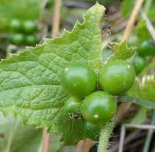 Image result for Cucumis maderaspatanus