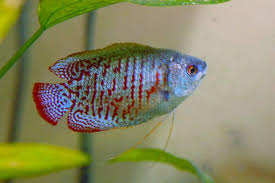 Dwarf Gourami Diet Breeding Size Lifespan Cost Care Guide 1 Tropical Fish Tanks Freshwater Fish Tropical Freshwater Fish