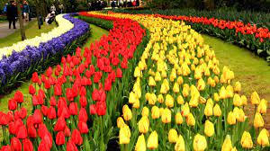 Keukenhof Gardens Netherlands Tulip Garden In Holland European Waterways Youtube