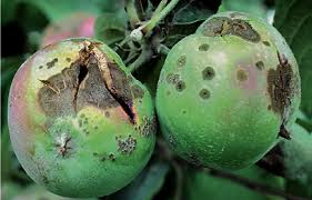 Pests are a terrific opportunity for learning! Apple Scab Unh Extension