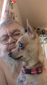 Chihuahua owners sharing photos and locations