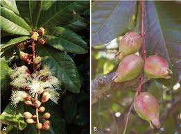 Image result for Rhaptopetalum roseum