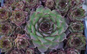 The scientific name for the plant is cryptocereus anthonyanus (syn. Hen And Chicks Cactus Derrickandmelisa
