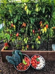 Image result for tomato San Marzano