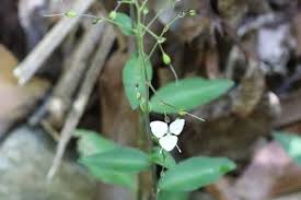 Image result for Aneilema