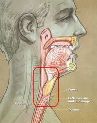 Operation Kehlkopfoperierte