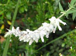 Mexican Bush Sage White Velour Salvia Leucantha Salvia Garden Plants Garden