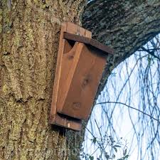 Image result for Flyte Blackbird Nest Box