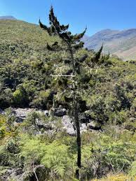 Image result for Widdringtonia nodiflora