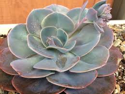 This lovely succulent is a compact, rounded rosette with a dusty purple foliage and noticeable pink margins. Echeveria Dusty Rose World Of Succulents Succulents Echeveria Blooming Succulents