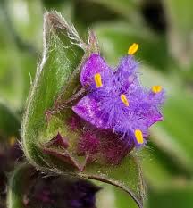 Image result for Cyanotis sp. aff. C. lapidosa