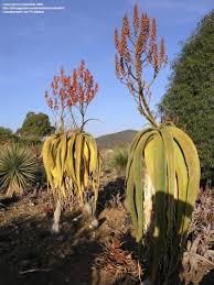 Image result for Aloidendron