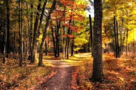 Two Roads Diverged In A Yellow Wood Robert Frost Robert Frost Poems Life Map Autumn Scenes