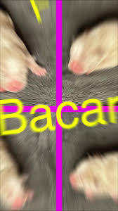 The new puppies officially have their litter name! They are the liqour...