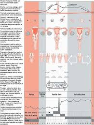 fertile pregnancy and afterwards fertility fertility