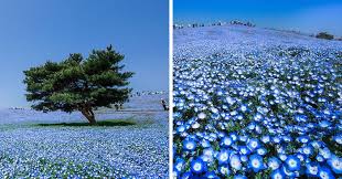 In japan, flowers are a traditional gift for both men and women. 4 5 Million Baby Blue Eyes Just Bloomed In Japan S Hitachi Seaside Park And I Shot Them Bored Panda